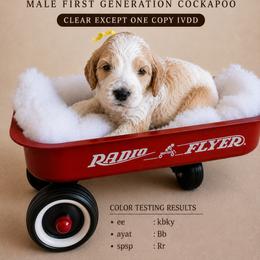 Remi - Red roan male Cockapoo puppy in Connersville, Indiana from MoonShine Babies