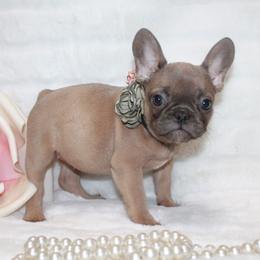 Cricket - Blue fawn female French Bulldog puppy in Collins, Georgia from Liberty Longhair Dachshunds