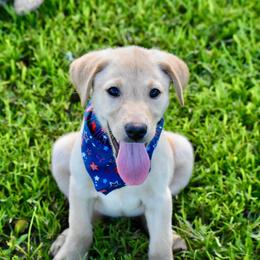 Yellow collar - Yellow female Labrador Retriever puppy in Gober, Texas from Trigger Time Kennels