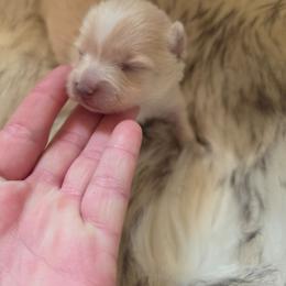 Puppy 4 - Cream female Pomeranian puppy in Lebanon, Indiana from Duran's Huskies and Pomeranians