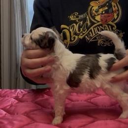 TopBrass' Girl Code 'Stevie' - Slate female Chinese Crested puppy in Auburn, Kansas from TopBrass Kennels