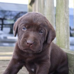 Wade - Chocolate male Labrador Retriever puppy in Camden, Indiana from Camden's Caring Canines