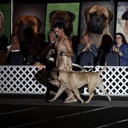 Australian Shepherd, Bullmastiff, Miniature Australian Shepherd, and Toy Australian Shepherd All Grown Up from Rustic Lace