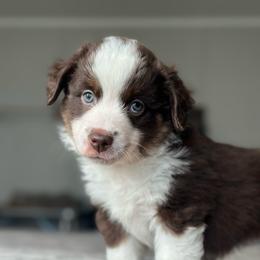 Dipper - Red tri-color male Miniature American Shepherd puppy in Greenwood, Indiana from Barnaby’s Barn Dog’s