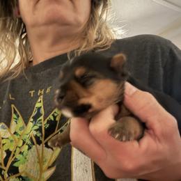 KUGEL - Black & tan tri-color male Morkie puppy in Taylorsville, North Carolina from Mountain Top Hot Tailz