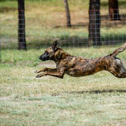 Dutch Shepherds from TDChase K9s