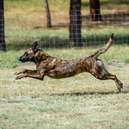 Dutch Shepherds from TDChase K9s