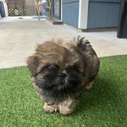 Bingo - Red male Shih Tzu puppy in Spring, Texas from Precious Tzu Crew