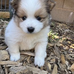 Boss - Tri-colored male Pomeranian puppy in Elk Grove, California from Pomni Poms