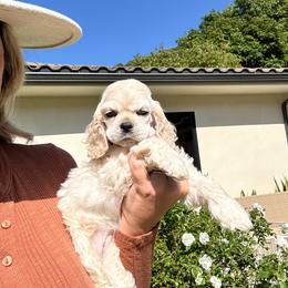 Grey collar male - Buff male Cocker Spaniel puppy in Bonsall, California from CuttinBlue Farms