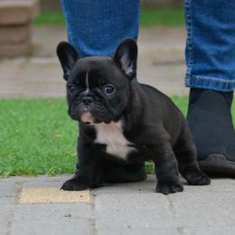 Glowy - Brindle and white female French Bulldog puppy in Santa Fe, New Mexico from ZiaLine French Bulldogs
