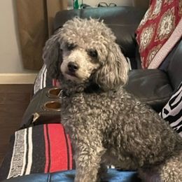 Birdie - Poodle