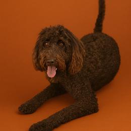 Reya - Goldendoodle