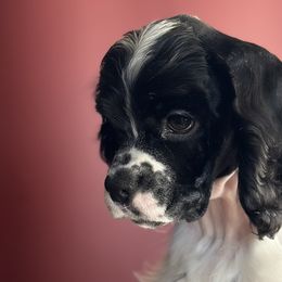 Cocker Spaniels from Retrograde Kennels