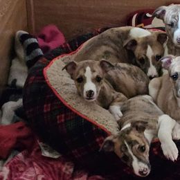 Whippet puppies from Brystal Whippets