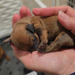 Sable Boy - Sable male Dachshund puppy in Barre, Massachusetts from Central Mass Dachshunds