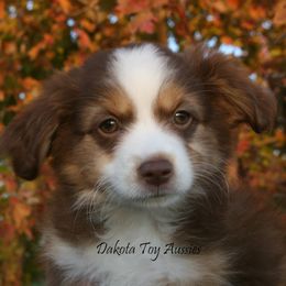 Cinnamon - Red tri female Miniature Australian Shepherd puppy in Fairview, South Dakota from Dakota Toy Aussies