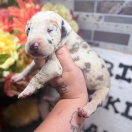 Lucas - Harlequin male Great Dane puppy in Lehigh Acres, Florida from Florida Wrinkles