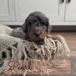 White Collar - Pearl - Merle female Goldendoodle puppy in West Chester, Ohio from Doodles of West Chester