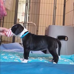 Blue collar girl - Mantle female Great Dane puppy in Gansevoort, New York from Fancy Danes