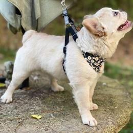 Bonnie - French Bulldog