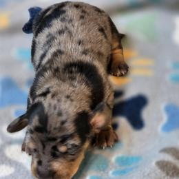 Girl 3 - Dapple female Dachshund puppy in Farmerville, Louisiana from Hancock House of Basset Hounds & Mini Dachshunds