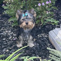 Sammy - Blue and gold male Yorkshire Terrier puppy in Warrenton, Virginia from Caraneal Yorkies