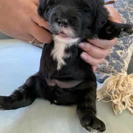 Sheepadoodle Puppies from Riley Grace Puppies