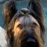 Briards from Phire N’ice