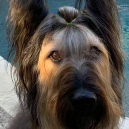 Briards from Phire N’ice