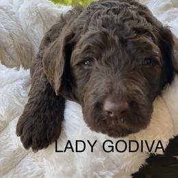 Goldendoodle Puppies from O’Doodle Clan Goldendoodles