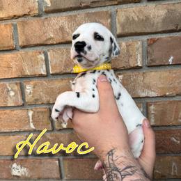 Havoc - LUA - White and black female Dalmatian puppy in Mount Vernon, Missouri from Spots & Spirals