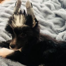Boy 2 - male Chinese Crested puppy in Salt Lake City, Utah from Naked & Famous