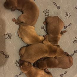 Male pick 5 - Yellow male Labrador Retriever puppy in Wardensville, West Virginia from Sager’s Labrador Puppies