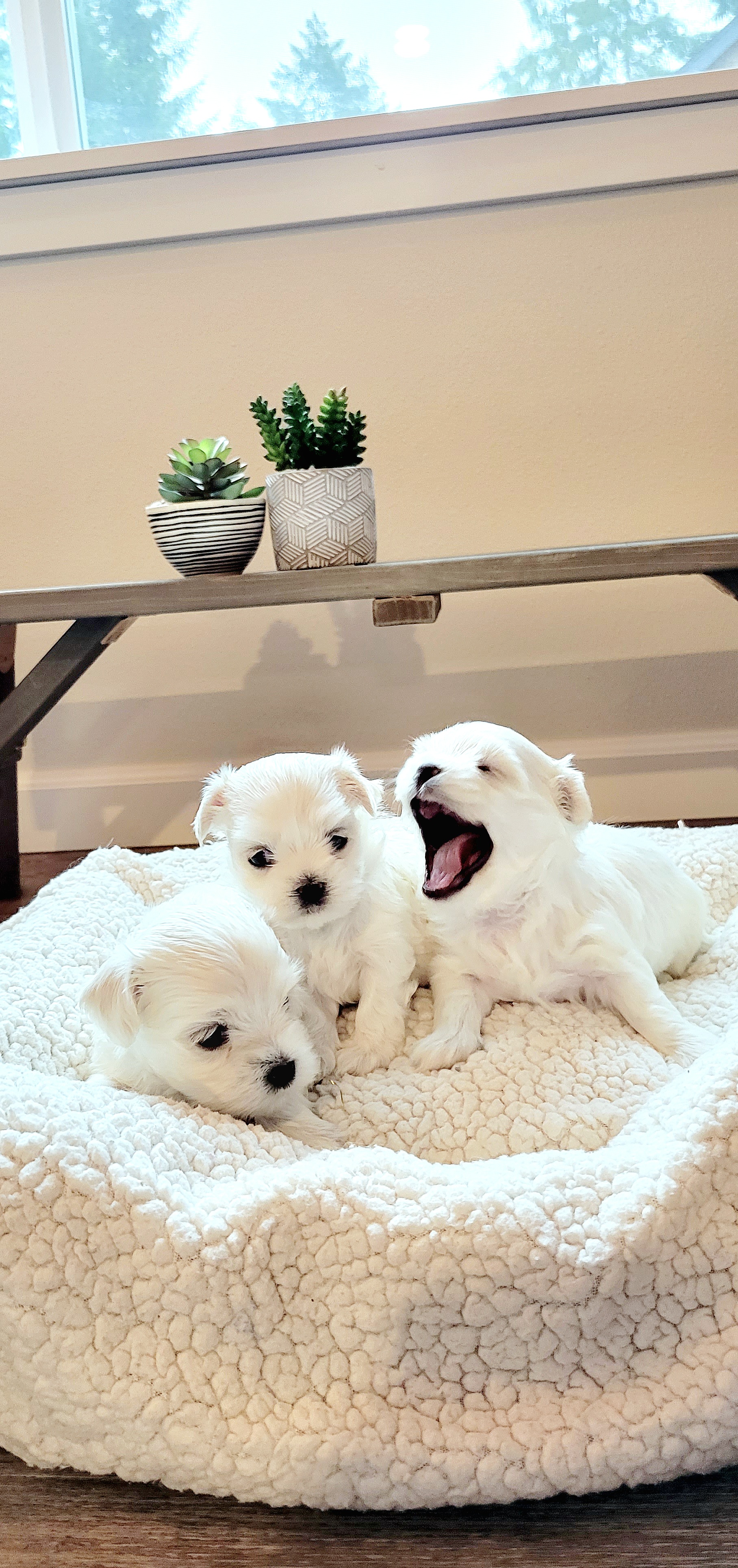 Maltese from MaltesePark