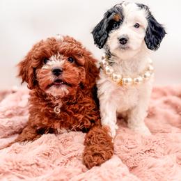 Crackle - Red male Cavapoo puppy in Idaho Falls, Idaho from Freckle Paw Family