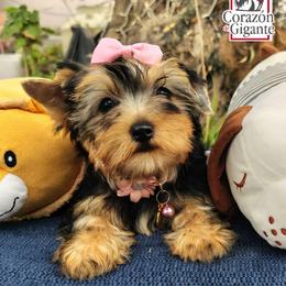 Irulan - Black and tan female Yorkshire Terrier puppy in California from Corazon de gigante