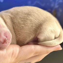 Maltipoos from Silverfire Puppies