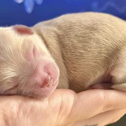 Maltipoos from Silverfire Puppies