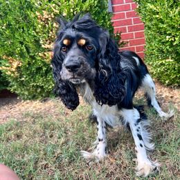 Buffy - Cocker Spaniel