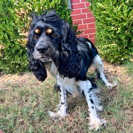 Buffy - Cocker Spaniel