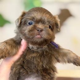 Purple boy - Lilac male Shih Tzu puppy in Berkeley Springs, West Virginia from Sandridge Shih Tzus