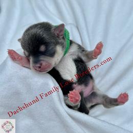 Tux - Blue and white male Chihuahua puppy in Chino Valley, Arizona from Dachshund Family Love Breeders
