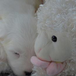 Old English Sheepdog puppies from Roland Hills Farm