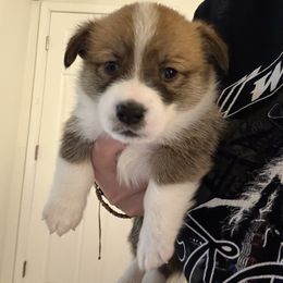 Light Blue - Hook - White and red male Pembroke Welsh Corgi puppy in Largo, Florida from Nauti Corgi’s