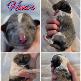 Honor - Blue merle and white female Shetland Sheepdog puppy in Lebanon, Tennessee from Henotic Homestead's Shetland Sheepdogs