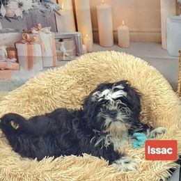 Isaac AKC - Black and white male Shih Tzu puppy in Troutville, Virginia from Mountain Pass Barn