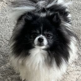 Clover - Pomeranian