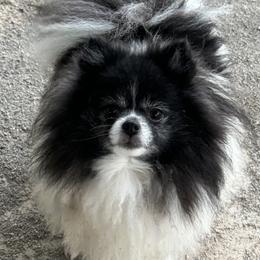 Clover - Pomeranian