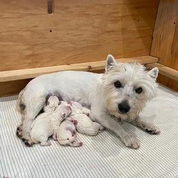 West Highland White Terrier puppies from Ravens Nest Westies